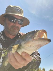 Largemouth Bass