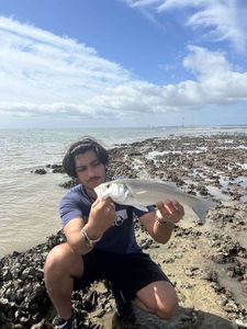 European Bass (Seabass)