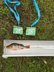 European Perch