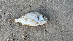 Gilthead Seabream caught by Postigafishing 🐟