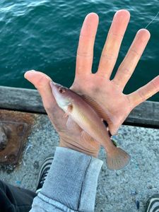 Cuckoo Wrasse
