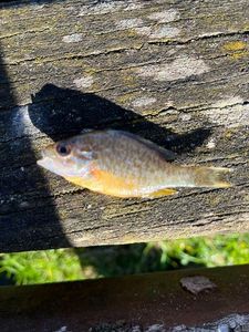 Green Sunfish