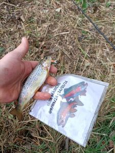 Brown Trout