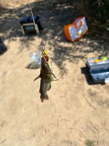 Black Bullhead