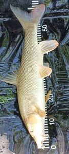 Barbel