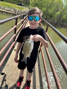 White Bass
