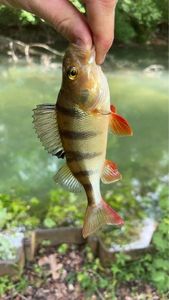 European Perch