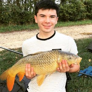 Common Carp