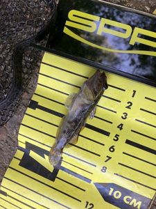 Round Goby