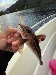 Grey Gurnard