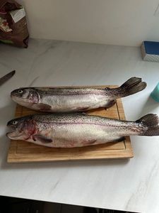 Rainbow Trout