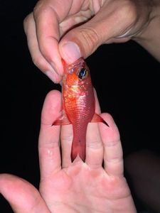 Cardinal Fish