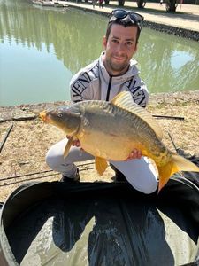 Mirror Carp