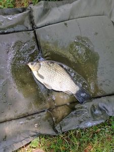 Crucian Carp