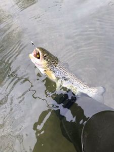 Brown Trout