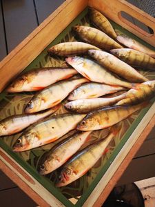 European Perch