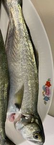 Pesce serra
