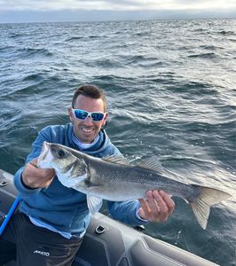 European Bass (Seabass)