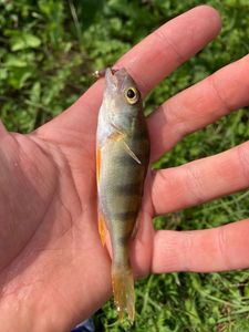 European Perch