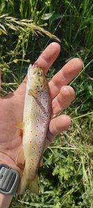Brown Trout