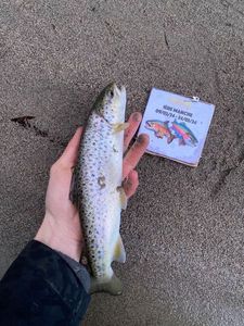 Brown Trout