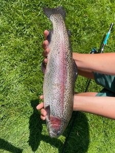 Rainbow Trout