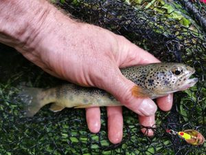 Brown Trout