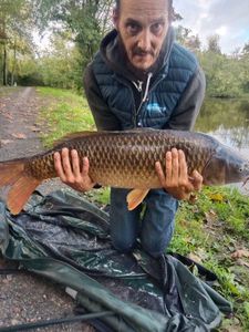 Common Carp