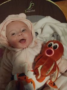 Common Octopus