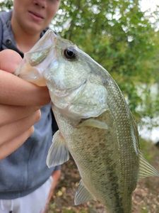 Largemouth Bass