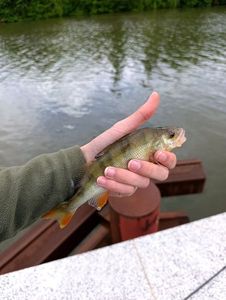 European Perch