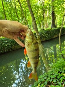 European Perch