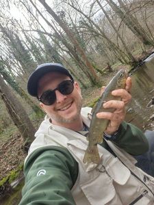 Brown Trout