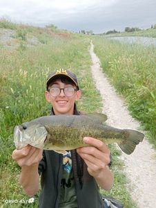 Largemouth Bass