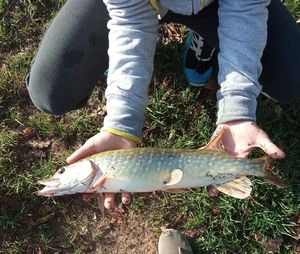 Northern Pike