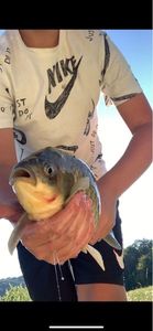 Crucian Carp