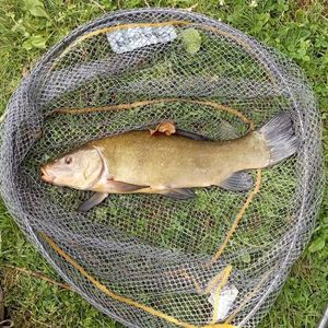 Tench