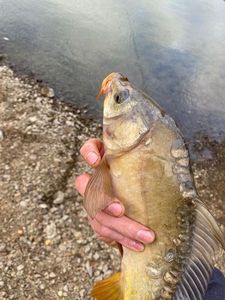Mirror Carp