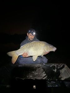Common Carp