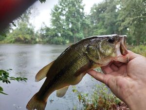 Largemouth Bass