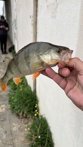 European Perch