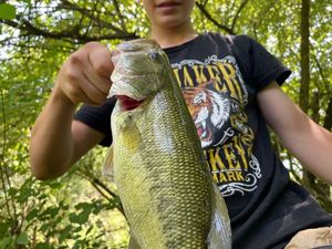Largemouth Bass
