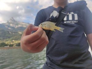 Green Sunfish