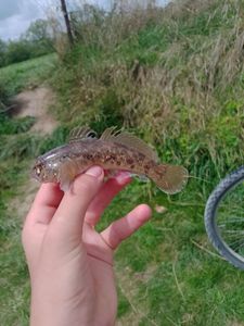 Round Goby