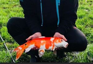 Koï Fish