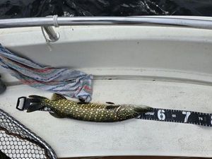 Northern Pike