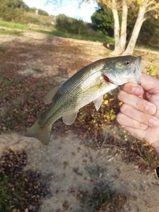 Largemouth Bass