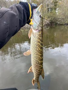 Northern Pike