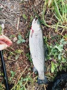Rainbow Trout