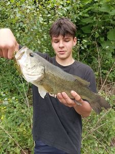 Largemouth Bass